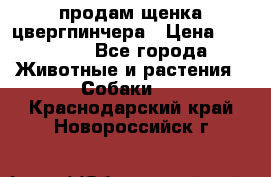 продам щенка цвергпинчера › Цена ­ 15 000 - Все города Животные и растения » Собаки   . Краснодарский край,Новороссийск г.